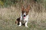 CORGI CARDIGAN 052